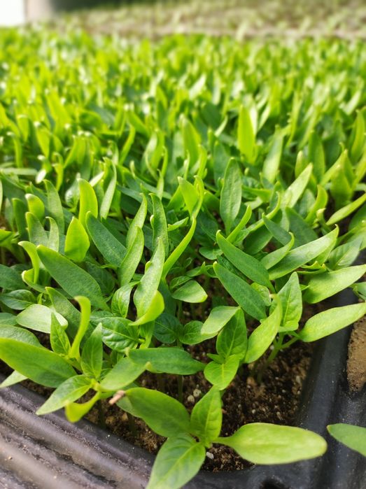 Siewka papyki czerwonej i żółtej