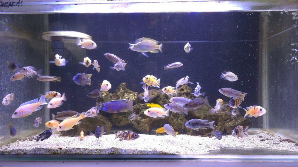 Tenho para venda aulonocaras