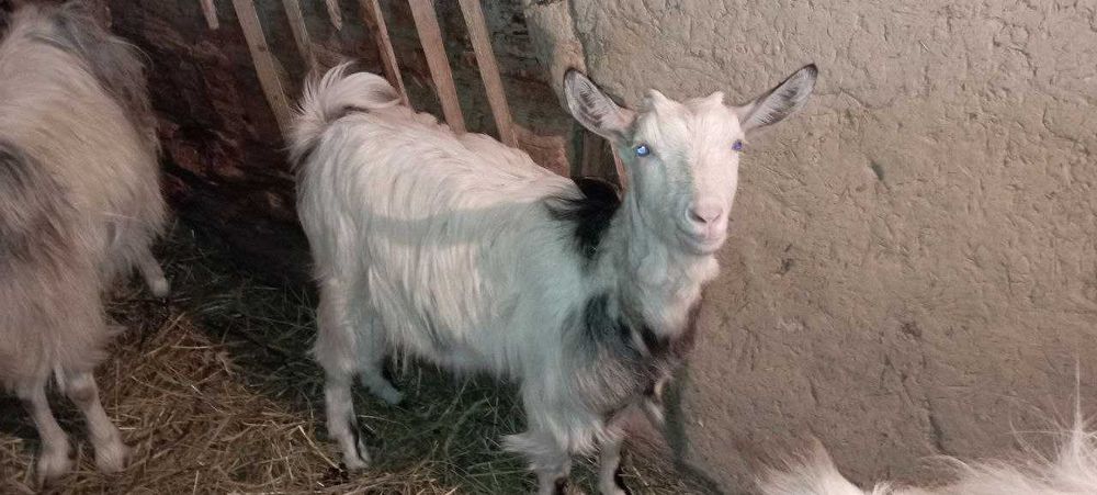 Продаються чудові КОЗИ та ЦАП