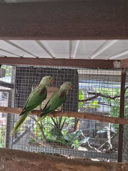 Casal grandes alexandrinos