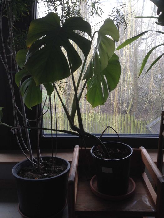 kwiaty doniczkowe monstery