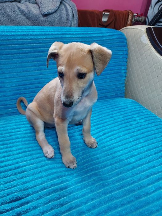 Chart Angielski Whippet suczka
