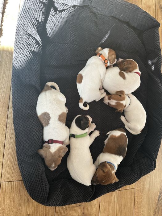 Jack russell  terrier za darmo