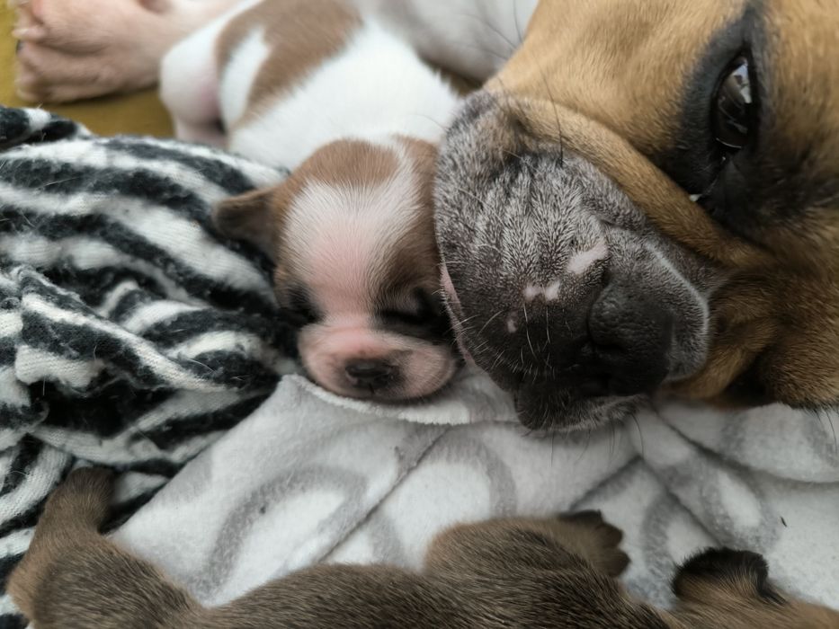 Buldogue Francês Red Pied  - Fêmea