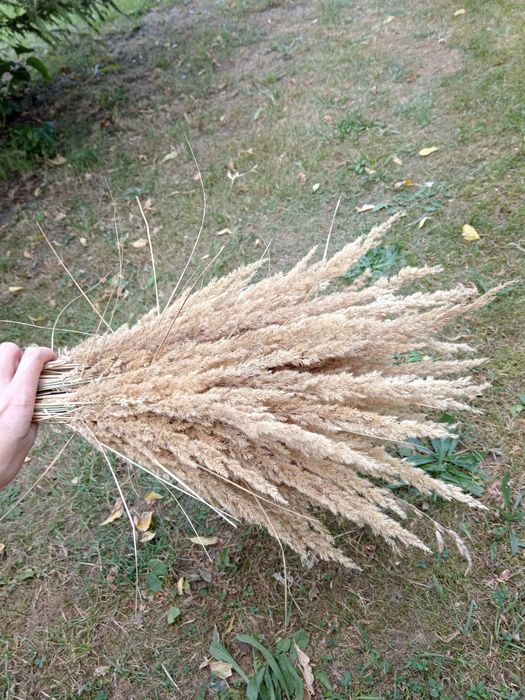 Trawa ozdobna gęsta