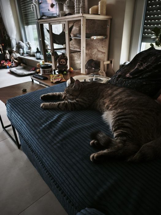 Piekny Ryszard do adopcji
