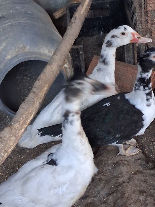 Patos e pmbas normais e leque e francesad