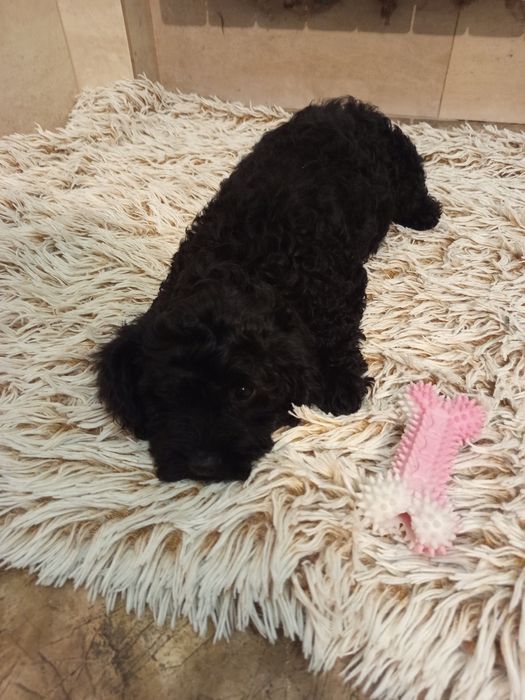 Szczeniak Cavapoo