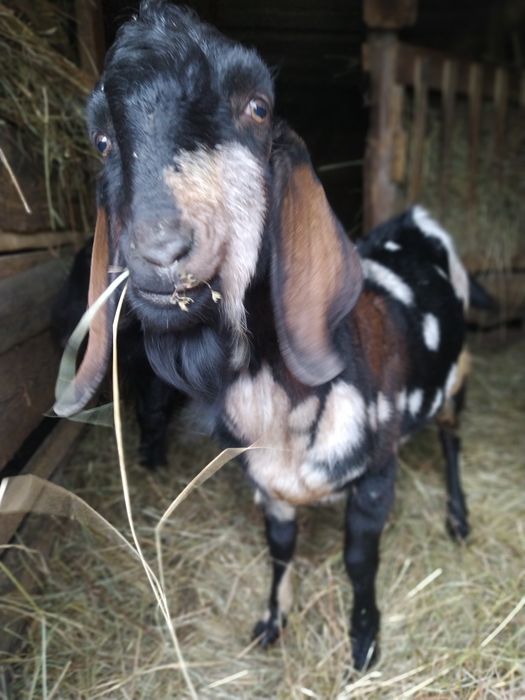 Продам англо-нубійські козенята,вік.1 міс