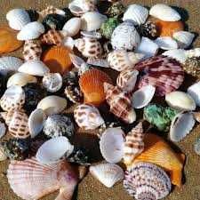 продам разные аквариумные ракушки