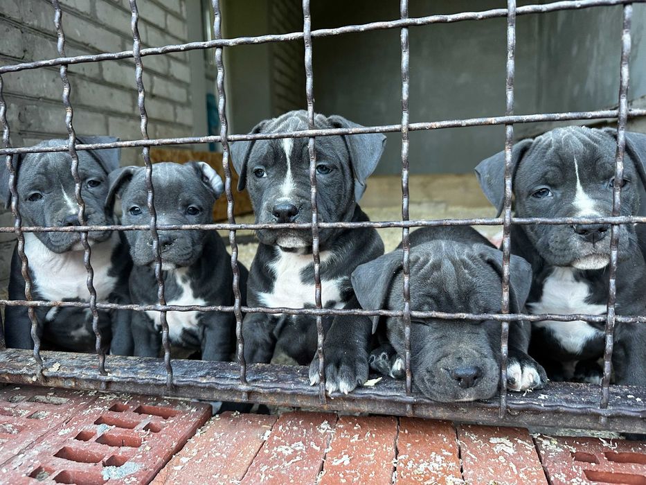 АСТ АМСАТФФ цуценя Щенки амстафф АСТ Стаффордширський тер'єр