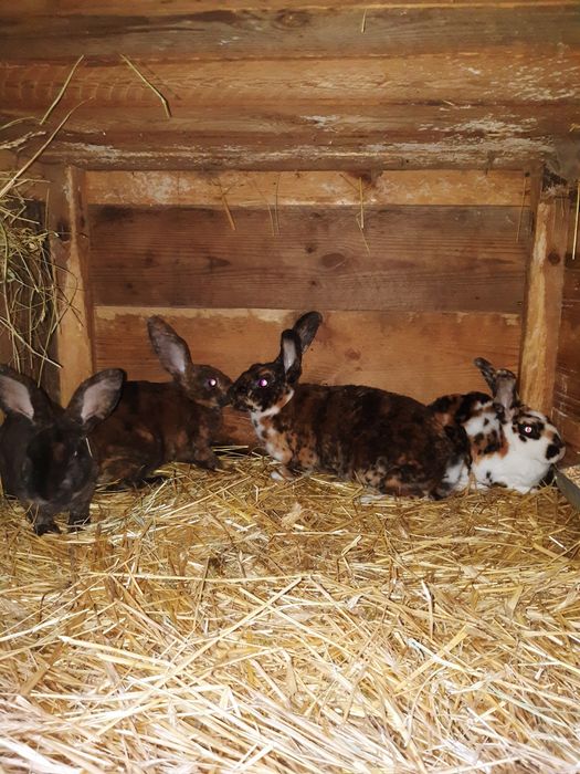 Rex trójbarwny samice