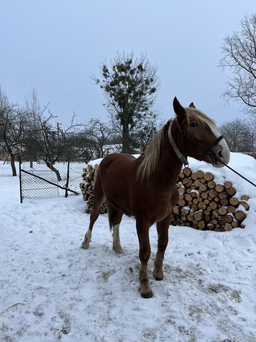Продаєця молодий робочий жеребець з великіх коней