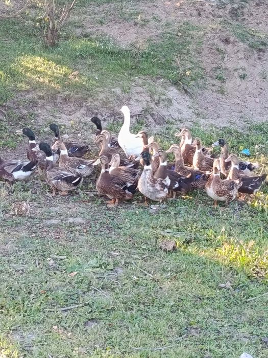 Sprzedam Kaczki staropolskie i gęsi