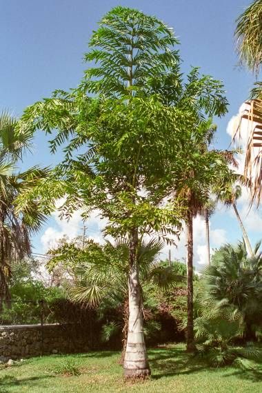 Palmeira Rabo de Peixe - Caryota urens