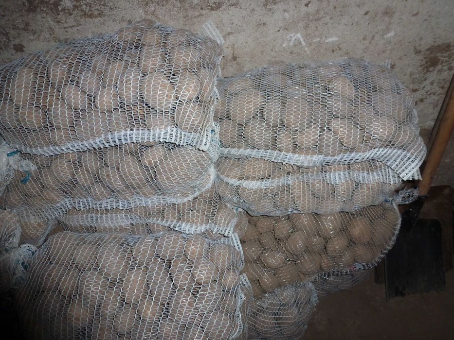 Ziemniaki paszowe / odpadowe