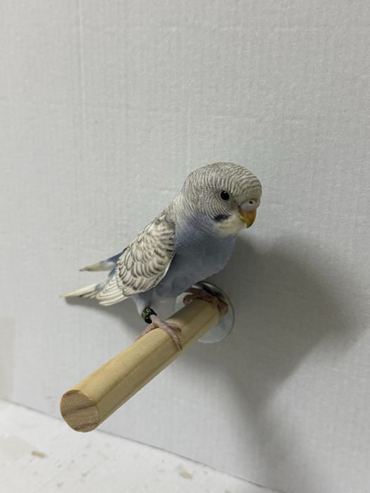 Periquitos australianos criados a mão