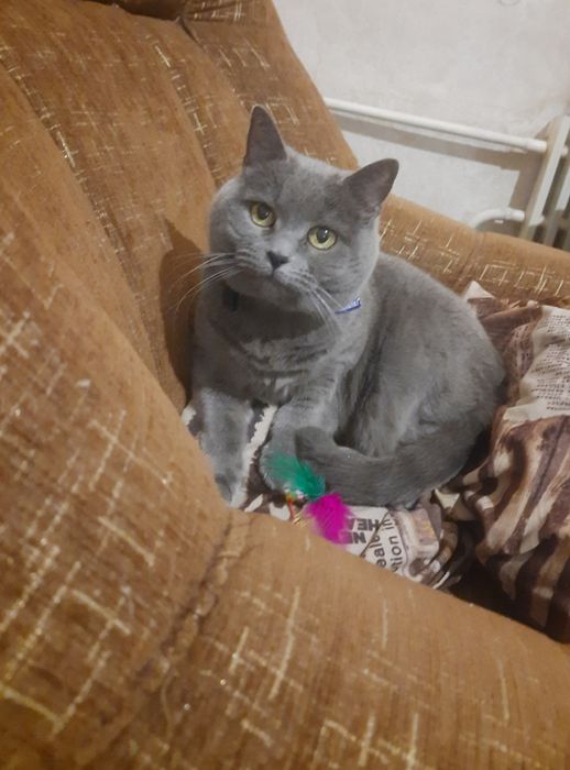 Передержка животных