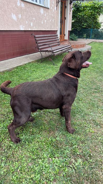Шоколадний лабрадор вязка