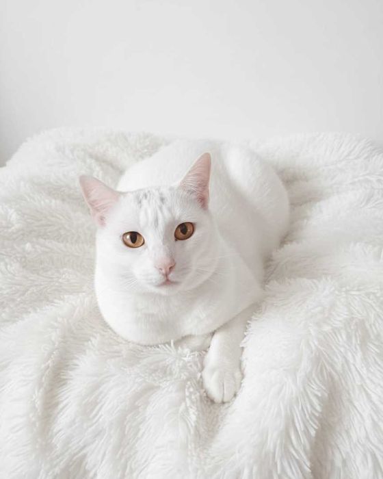 Setúbal / Margem Sul / Lisboa — BRANQUINHO, gatinho para adoção