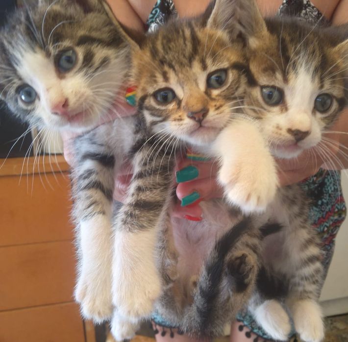 Tenho 3 gatinhos para dar com 2meses