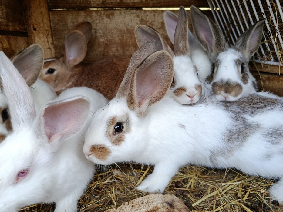 Młode króliki samce i samice