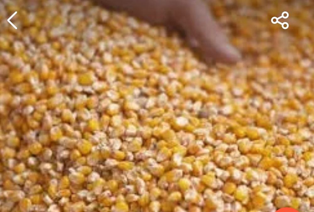 Продам курудзу обʼєм 10 тонн