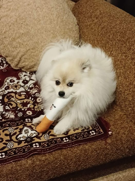 Вязка! Померанский шпиц