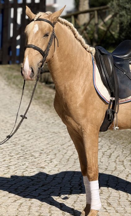 Belíssimo Poldro Palomino PSL