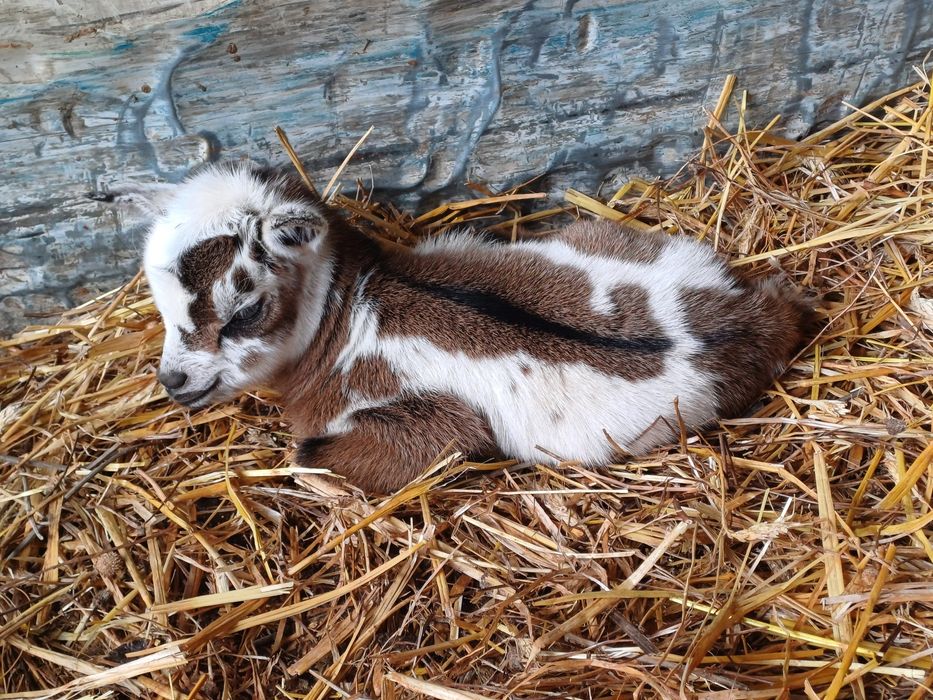 Cabritos de estimação - (Micro Anões)