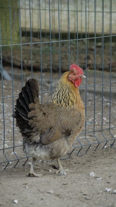 Jaja lęgowe od zielononózki Kuropatwianej