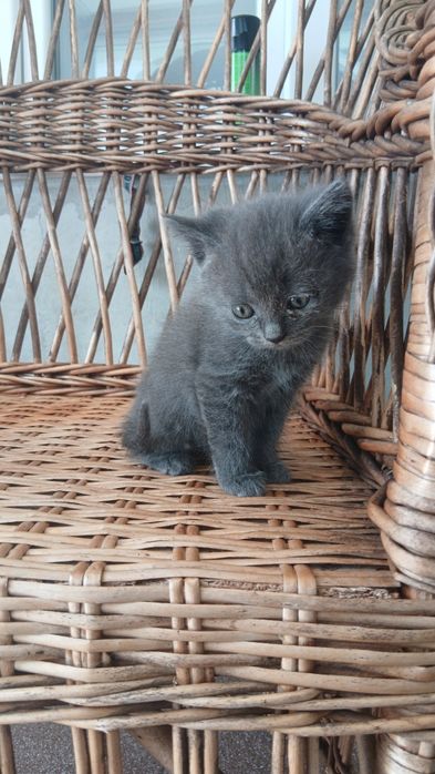 Котик.   2 міс.             .