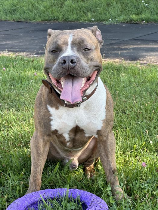 Вязка Злучка Амстаф стафф американський стафорширдський