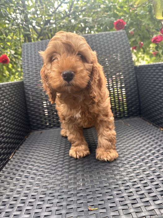 Pies Chłopak Cockapoo / Cocapoo - Cocker Spaniel + Pudel miniaturowy