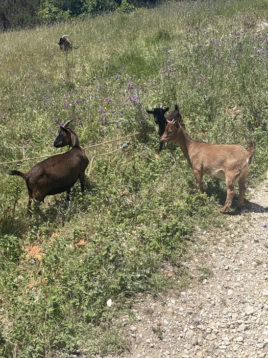 Cabras de raça anas
