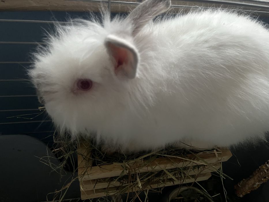 Krolik miniaturowy. Karzelek, chlopiec.