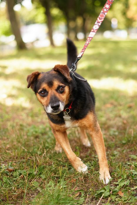 Маленькі врятовані песики з Мирнограда!