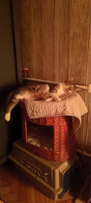 Miziasty Anatol juz 1,5 roku czeka na dom!