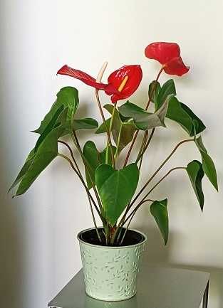 anturium czerwone, młode, zdrowe w osłonce