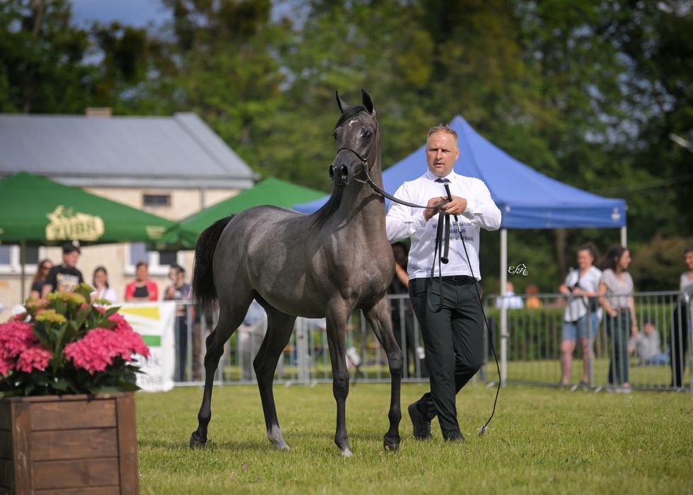 Klacz arabska po championatach
