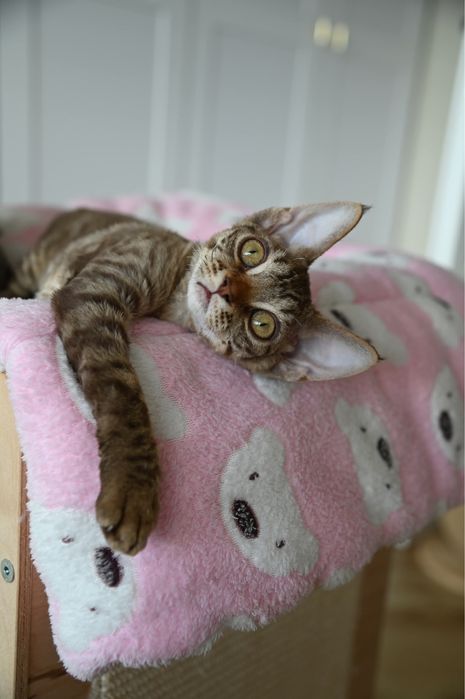 Koteczka Devon Rex Tofi