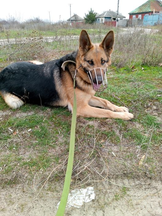 Срочно продаётся чистокровная немецкая овчарка