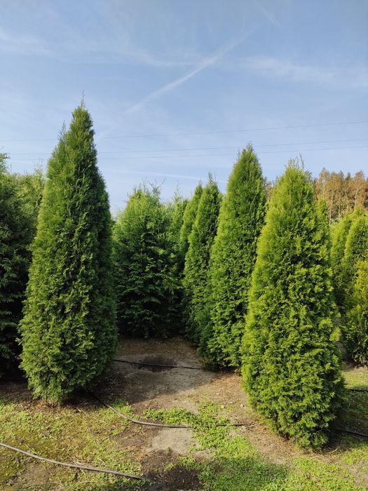 Tuja Szmaragd occidentalis stożkowa zimozielone iglaki do 3 metrów !