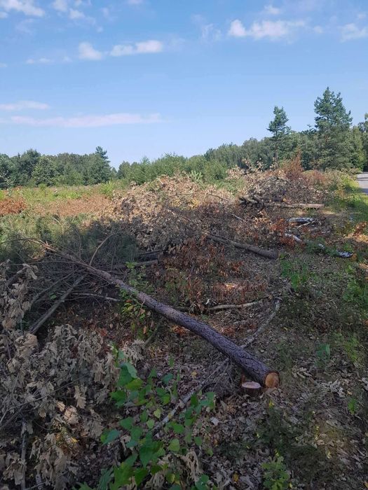Profesjonalna wycinka drzew i czyszczenie działek oraz sadów