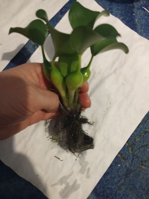 Гиацинт - Акваріумні рослини