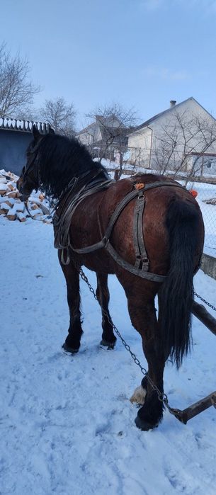 Продам коня, спокійного