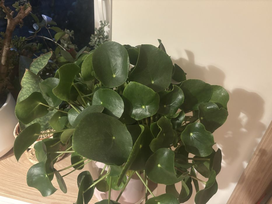Kwiat pilea ,pieniazek