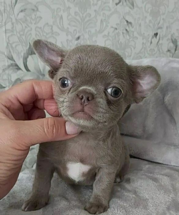 Чихуа в черкасах