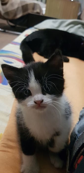 Отдам Котенка в Хорошие Руки.