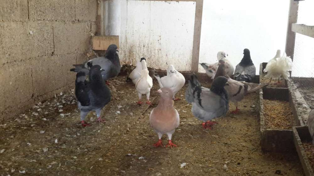 POMBOS FANTASIA *Várias Raças*